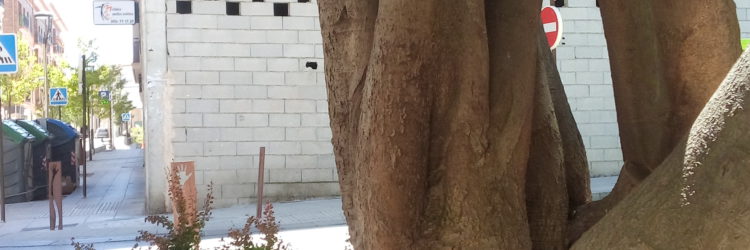 El ARCE DE LA PLAZA ARCIPRESTE JUAN HERNÁNDEZ UN ÁRBOL CENTENARIO QUE MERECE UNA BASE CUIDADA QUE POTENCIE SU BELLEZA.