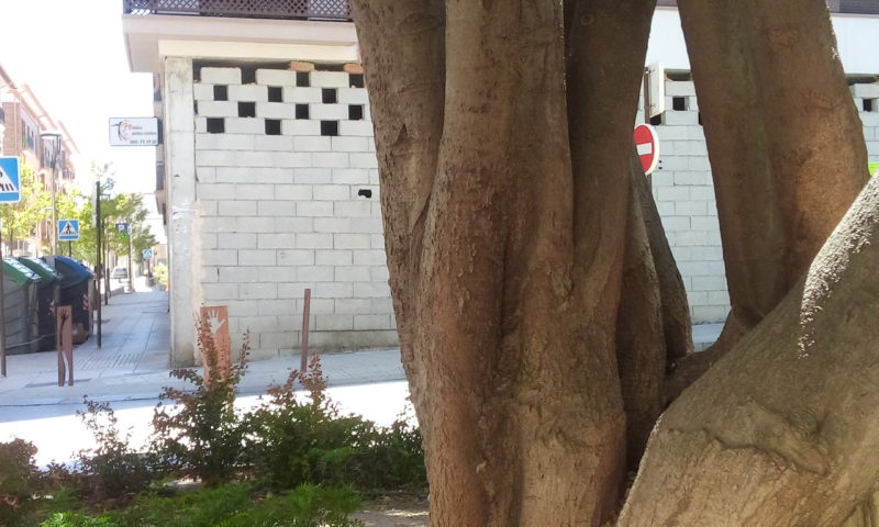 El ARCE DE LA PLAZA ARCIPRESTE JUAN HERNÁNDEZ UN ÁRBOL CENTENARIO QUE MERECE UNA BASE CUIDADA QUE POTENCIE SU BELLEZA.