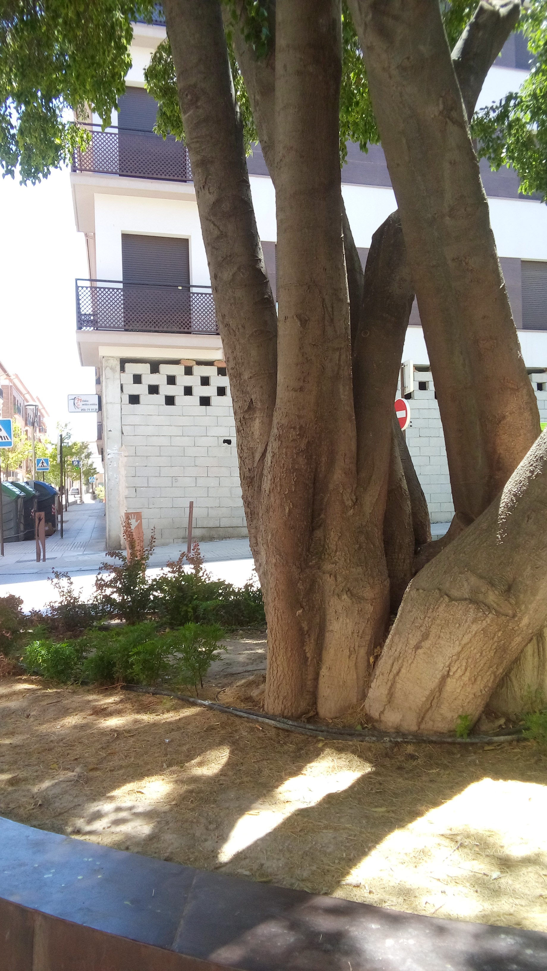 El ARCE DE LA PLAZA ARCIPRESTE JUAN HERNÁNDEZ UN ÁRBOL CENTENARIO QUE MERECE UNA BASE CUIDADA QUE POTENCIE SU BELLEZA.